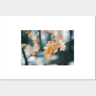 Dry yellow leaves in small oak tree Posters and Art